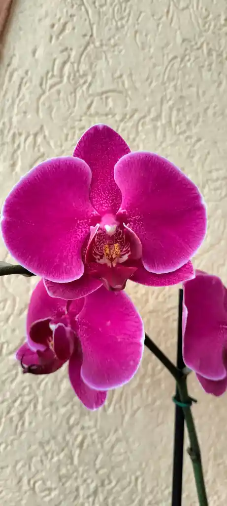 Orquídea Phalaenopsis 2 Varas Purpura
