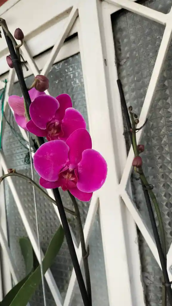 Orquídea Phalaenopsis 2 Varas Purpura