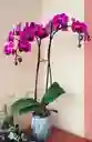 Orquídea Phalaenopsis 2 Varas Purpura