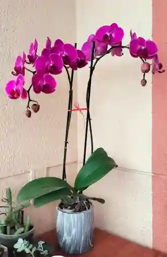 Orquídea Phalaenopsis 2 Varas Purpura