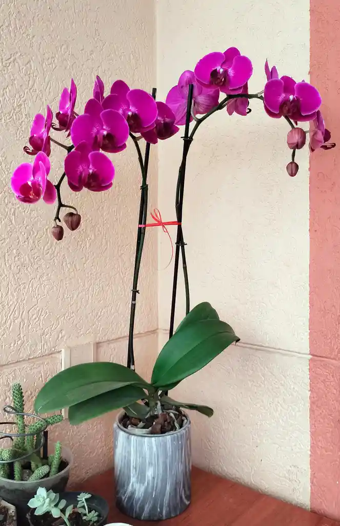 Orquídea Phalaenopsis 2 Varas Purpura