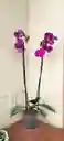 Orquídea Phalaenopsis 2 Varas Purpura