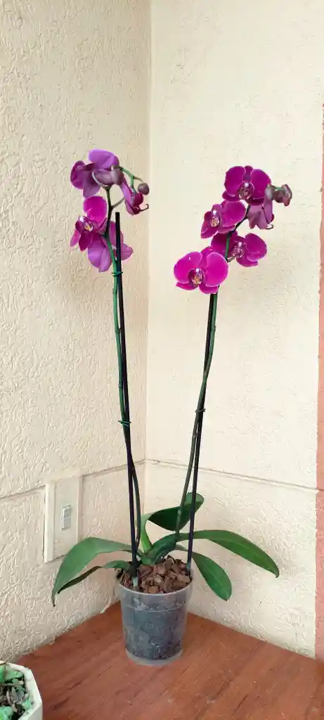 Orquídea Phalaenopsis 2 Varas Purpura