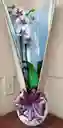 Orquidea Phalenopsis 2v Blanca Puntos