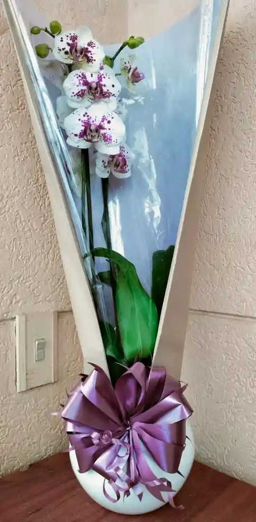 Orquidea Phalenopsis 2v Blanca Puntos