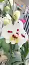 Orquidea Phalenopsis 2v Blanca Puntos