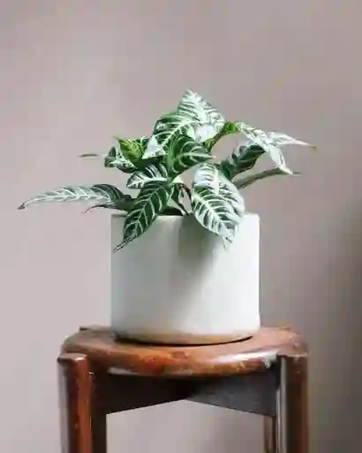 Aphelandra Cilindro