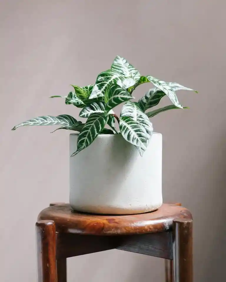 Aphelandra Cilindro