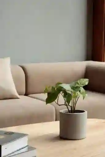 Garrobo Cilindro