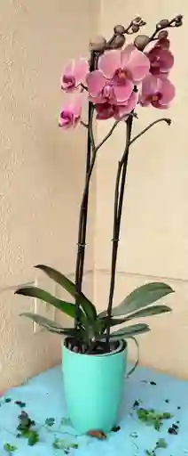 Orquídea Phalaenopsis 2 Varas Salmón