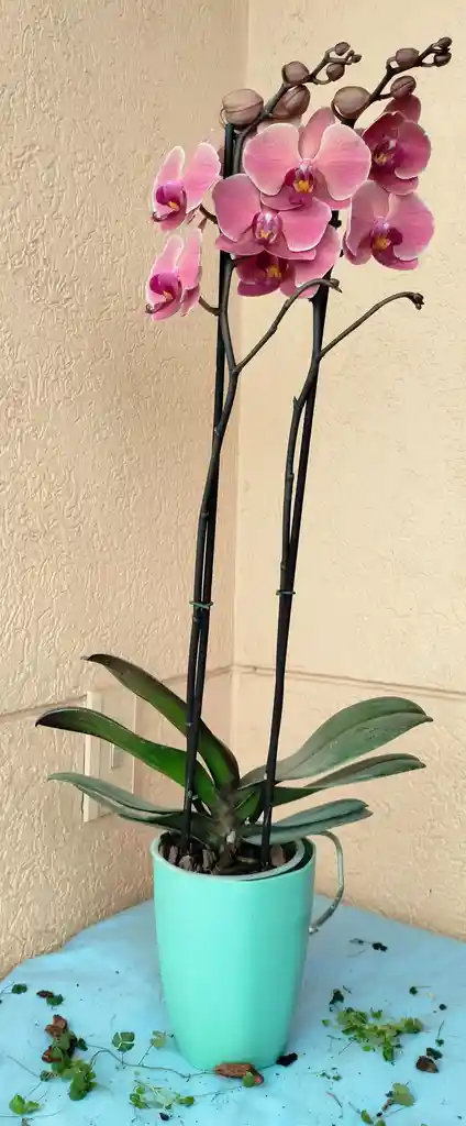 Orquídea Phalaenopsis 2 Varas Salmón