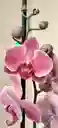 Orquídea Phalaenopsis 2 Varas Salmón