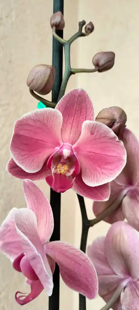 Orquídea Phalaenopsis 2 Varas Salmón