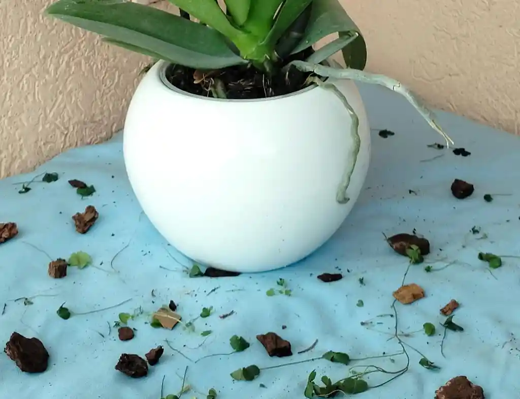 Orquidea Phalaenopsis 2 Varas Color Especial