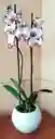 Orquidea Phalaenopsis 2 Varas Color Especial