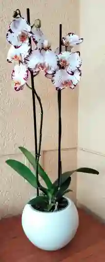 Orquidea Phalaenopsis 2 Varas Color Especial