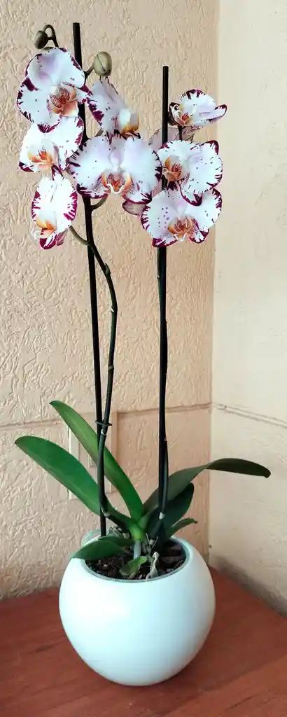 Orquidea Phalaenopsis 2 Varas Color Especial