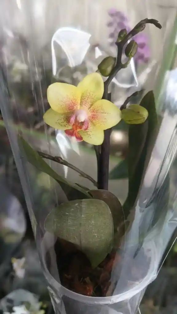 Orquidea Phalaenopsis Mini