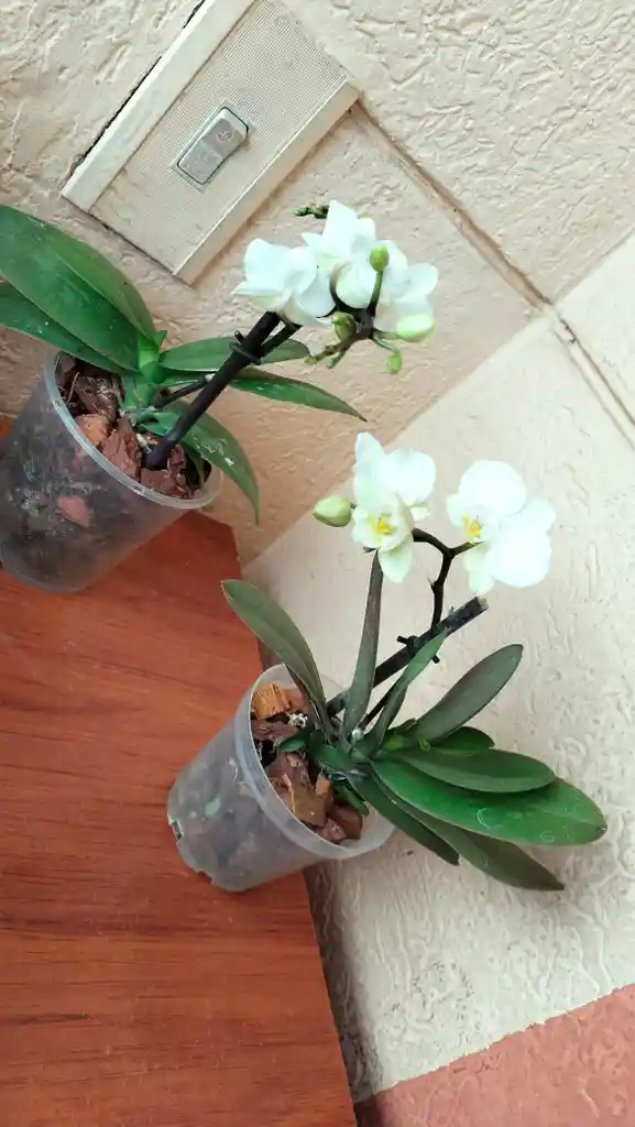 Orquidea Phalaenopsis Mini