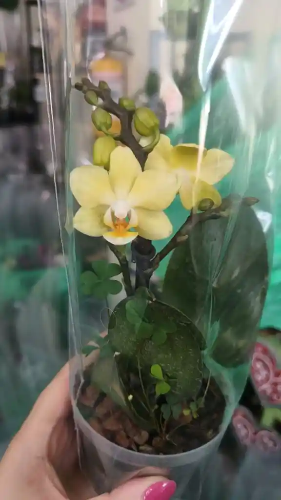 Orquidea Phalaenopsis Mini