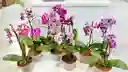 Orquidea Phalaenopsis Mini