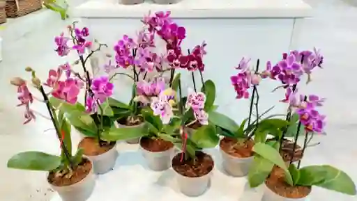 Orquidea Phalaenopsis Mini