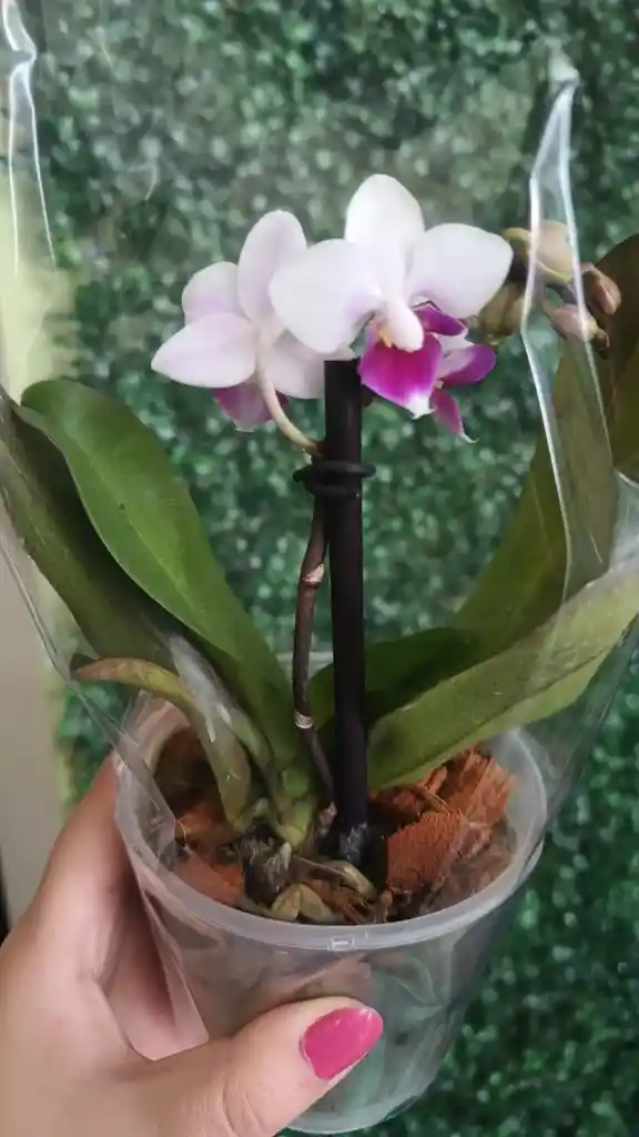 Orquidea Phalaenopsis Mini