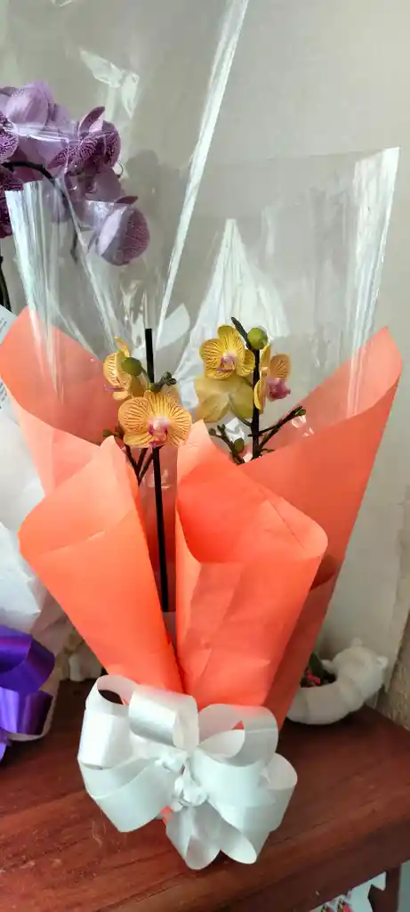 Orquidea Phalaenopsis Mini