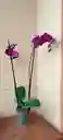 Orquidea Phalaenopsis 2 Varas Purpura