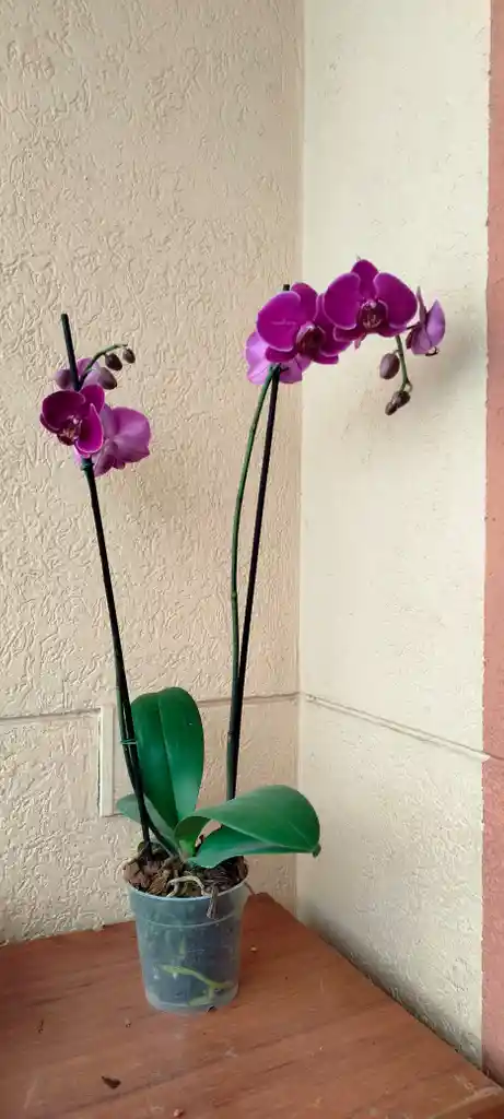 Orquidea Phalaenopsis 2 Varas Purpura