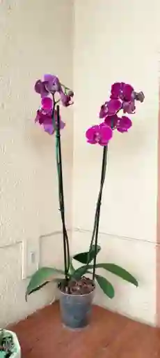 Orquidea Phalaenopsis 2 Varas Purpura
