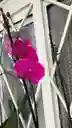 Orquidea Phalaenopsis 2 Varas Purpura