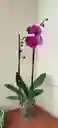 Orquidea Phalaenopsis 2 Varas Purpura