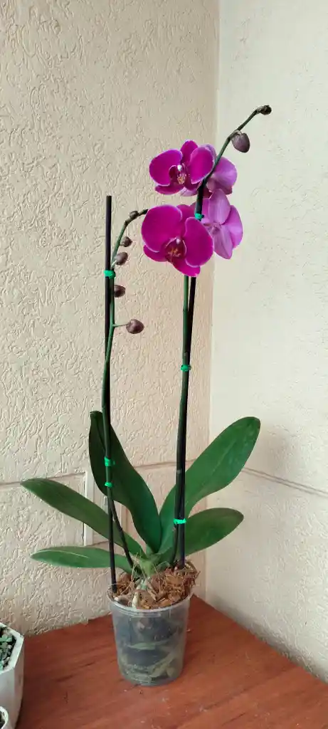 Orquidea Phalaenopsis 2 Varas Purpura