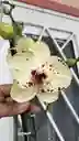Orquidea Phalaenopsis 2 Varas Amarilla