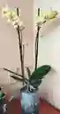 Orquidea Phalaenopsis 2 Varas Amarilla