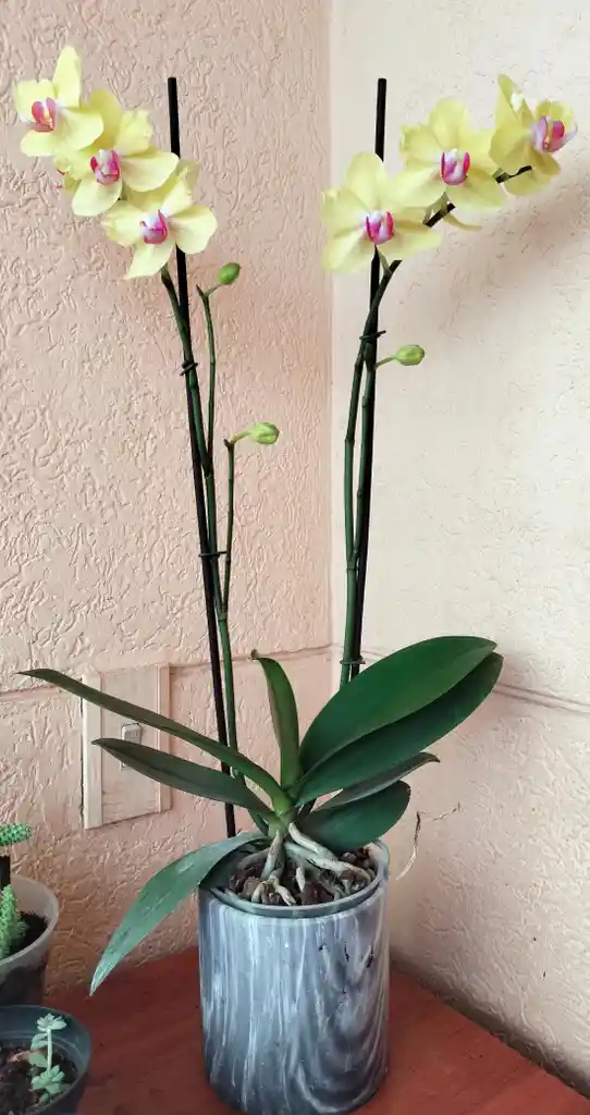 Orquidea Phalaenopsis 2 Varas Amarilla
