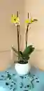 Orquidea Phalaenopsis 2 Varas Amarilla