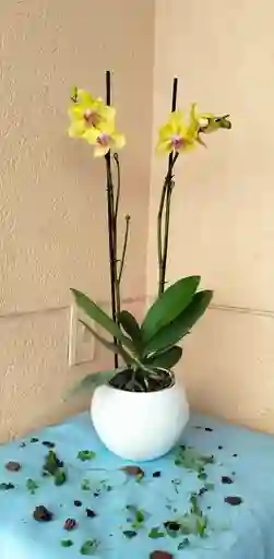 Orquidea Phalaenopsis 2 Varas Amarilla