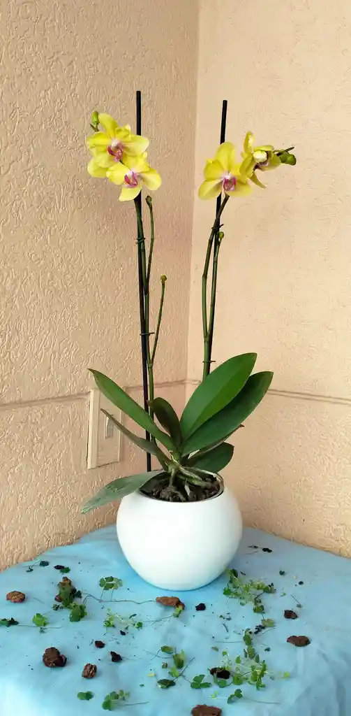 Orquidea Phalaenopsis 2 Varas Amarilla