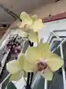 Orquidea Phalaenopsis 2 Varas Amarilla
