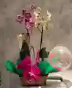 Canasta De Orquideas Grande