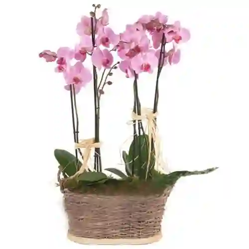 Canasta 2 Orquideas 2 Varas