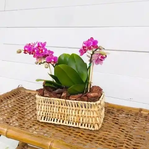 Canasta Mini Orquideas