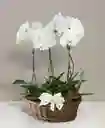 Canasta Orquideasde 1 Vara Premium Color Aleatorio