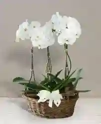 Canasta Orquideasde 1 Vara Premium Color Aleatorio