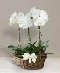 Canasta Orquideasde 1 Vara Premium Color Aleatorio