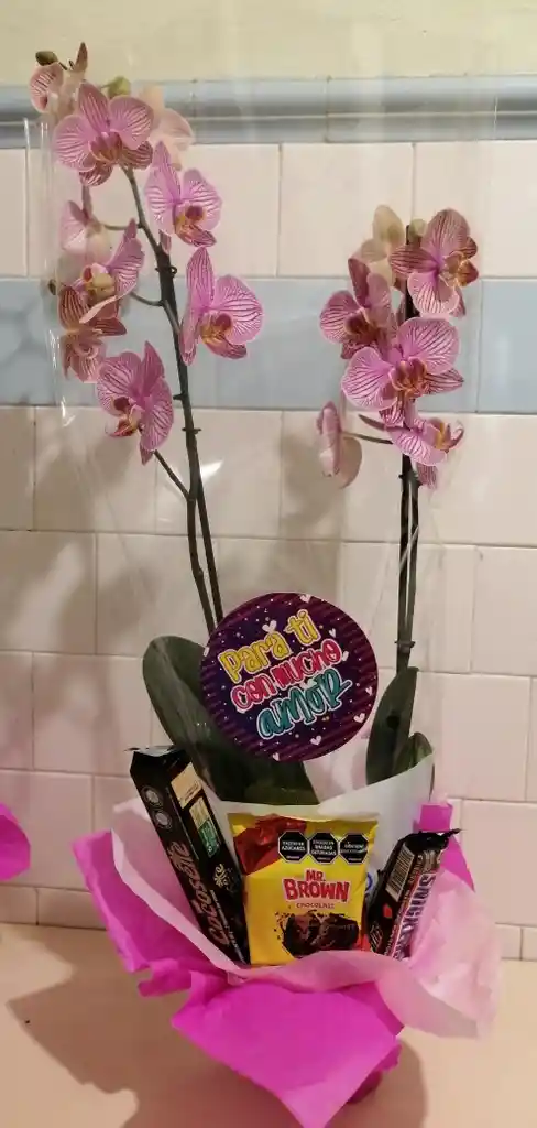Orquidea 2 Varas En Canasta