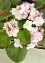 Violeta Africana Blanca