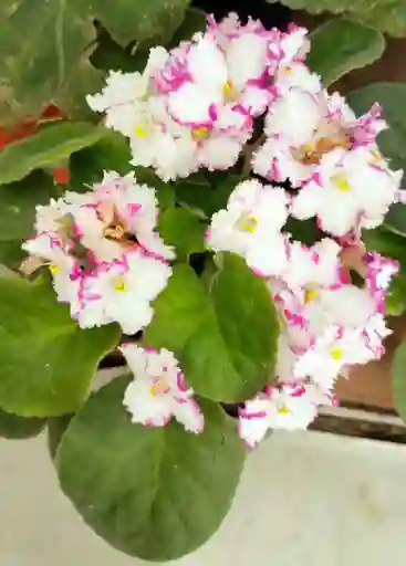 Violeta Africana Blanca